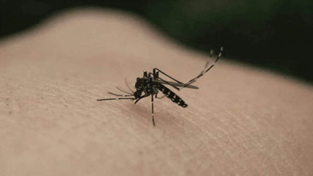 डेंगू का लार्वा मिलने पर लगेगा जुर्माना,मलेरिया विभाग की पहल