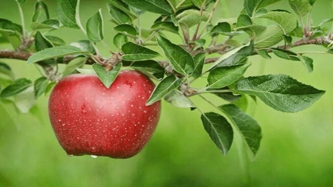 आप भी जानिए सेब खाने के ये पांच फायदे