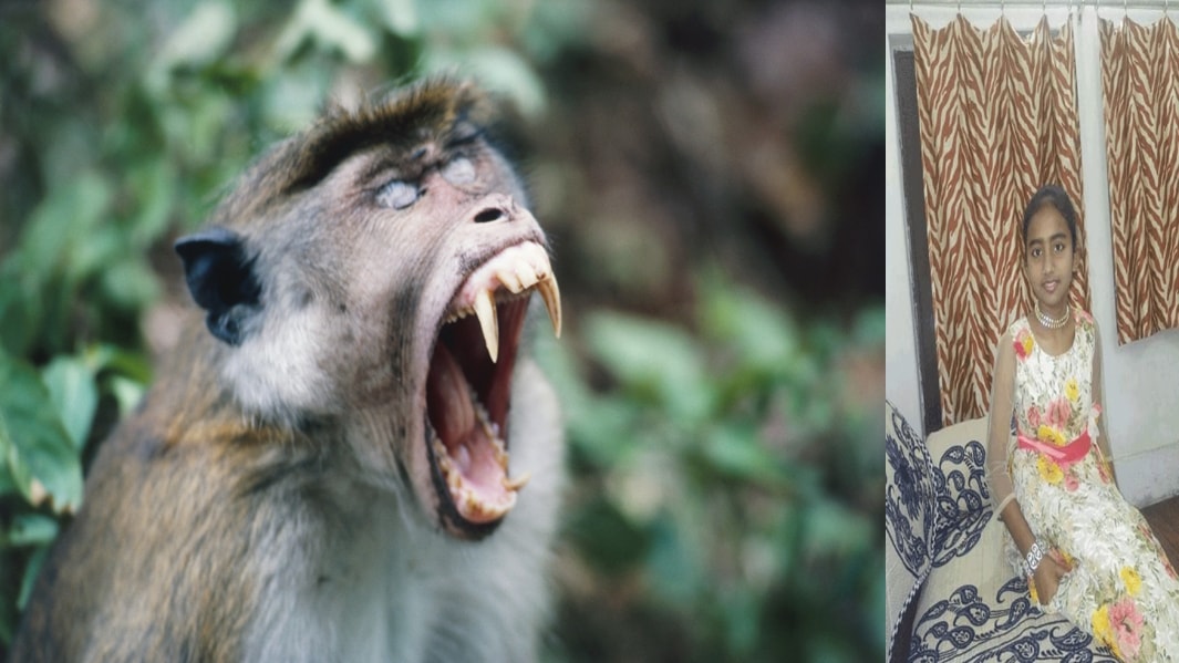 वाराणसी में बंदरो के आतंक से गयी 13 वर्षीय मासूम की जान