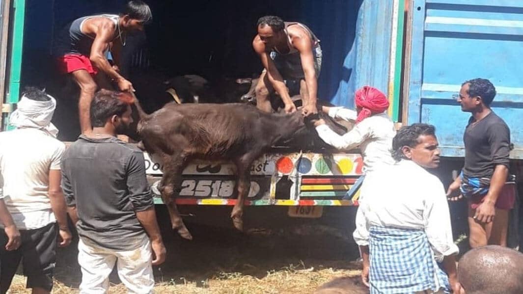 वाराणसी: मर रही है इंसानियत जानवरों पर हो रहा अत्यधिक अत्याचार