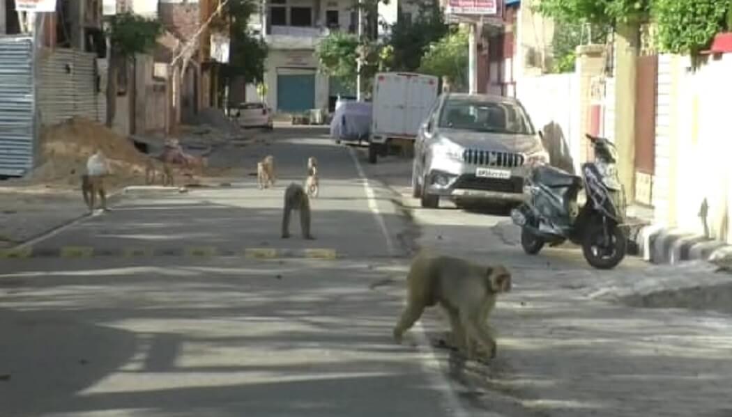 लॉक्ड डाउन के दौरान शहर में बढ़ रहा बन्दरों का आतंक, मौके पर जुटी नगर निगम की टीम