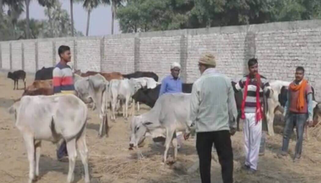 ग्रामीण इलाकों में छुट्टा पशुओं का आतंक जारी, किसानों ने खुद संभाली कमान 