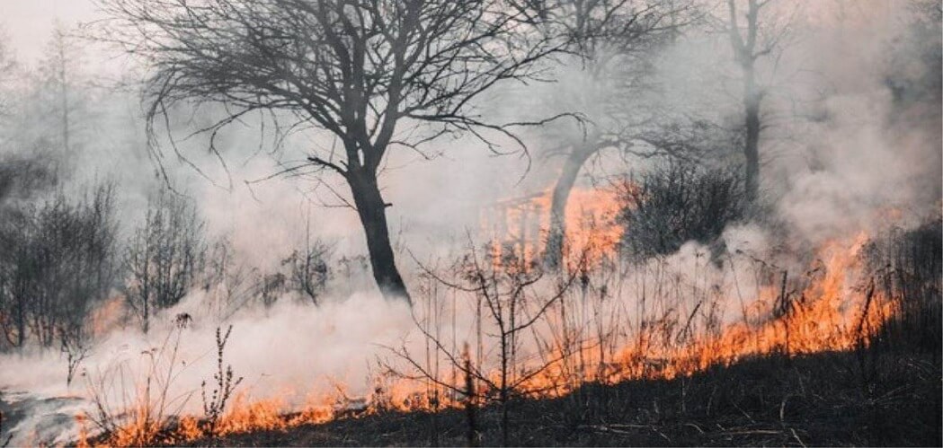 हवाई के जंगलों में आग का प्रकोप, एक हज़ार इमारतें नष्ट, 53 लोगों की मौत
