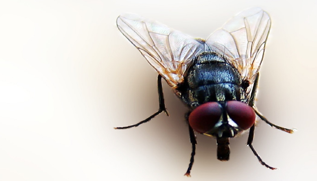 क्या मक्खी से फ़ैल सकता है कोरोना, रहे सावधान- बचे अफवाहों से 