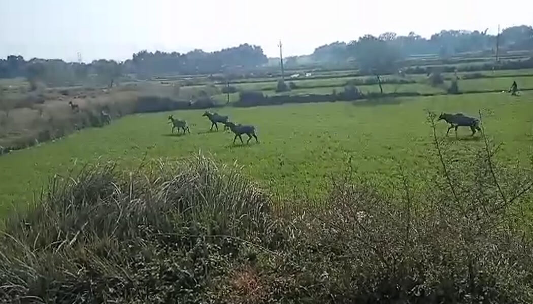 छुट्टा पशुओं के बाद अब नील गाय बनी किसानों के लिए काल 