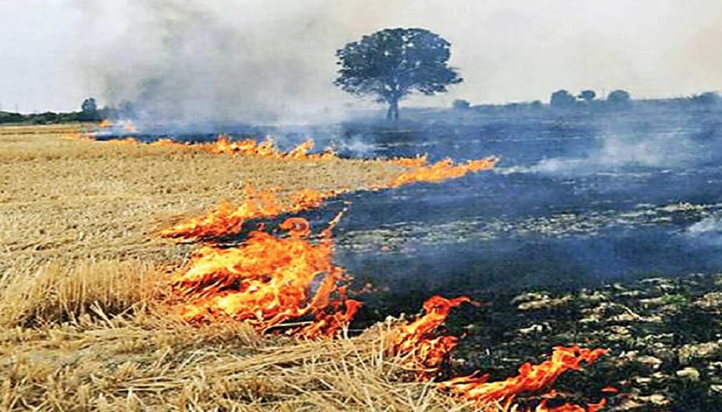 कोरोना महामारी के बीच खतरनाक होगा पराली का धुंआ 